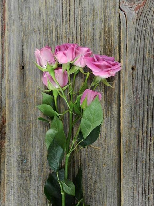  LAVENDER SPRAY ROSES